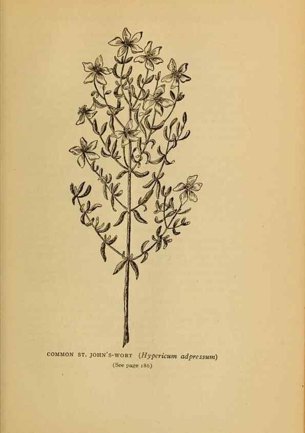 Reproducción/Reproduction 49304195266: Harper's guide to wild flowers,. New York,Harper,1912.. 