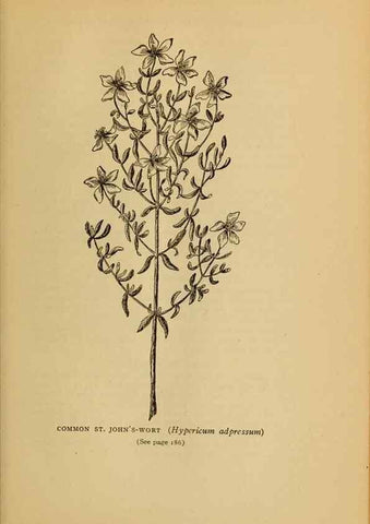 Reproducción/Reproduction 49304195266: Harper's guide to wild flowers,. New York,Harper,1912.. 