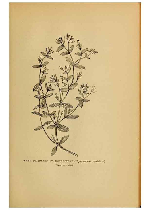 Reproducción/Reproduction 49303706598: Harper's guide to wild flowers,. New York,Harper,1912.. 