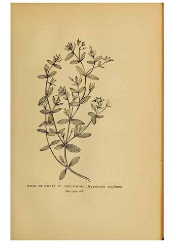 Reproducción/Reproduction 49303706598: Harper's guide to wild flowers,. New York,Harper,1912.. 