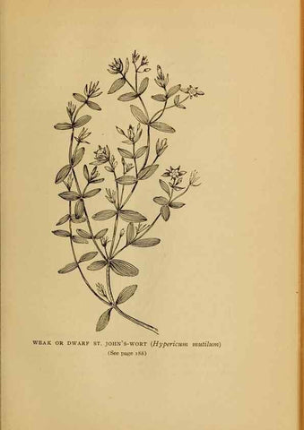 Reproducción/Reproduction 49303706598: Harper's guide to wild flowers,. New York,Harper,1912.. 