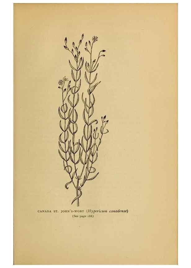 Reproducción/Reproduction 49303706833: Harper's guide to wild flowers,. New York,Harper,1912.. 