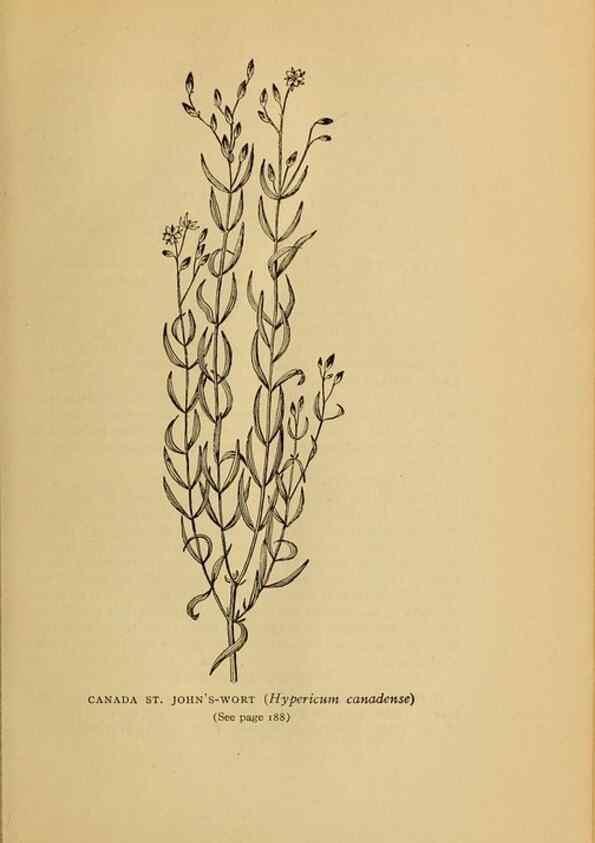 Reproducción/Reproduction 49303706833: Harper's guide to wild flowers,. New York,Harper,1912.. 