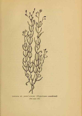 Reproducción/Reproduction 49303706833: Harper's guide to wild flowers,. New York,Harper,1912.. 