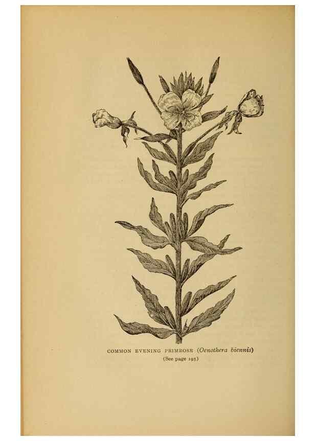 Reproducción/Reproduction 49304196051: Harper's guide to wild flowers,. New York,Harper,1912.. 