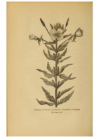 Reproducción/Reproduction 49304196051: Harper's guide to wild flowers,. New York,Harper,1912.. 