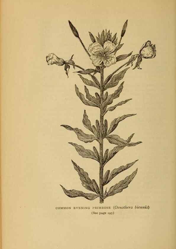 Reproducción/Reproduction 49304196051: Harper's guide to wild flowers,. New York,Harper,1912.. 