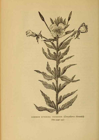 Reproducción/Reproduction 49304196051: Harper's guide to wild flowers,. New York,Harper,1912.. 