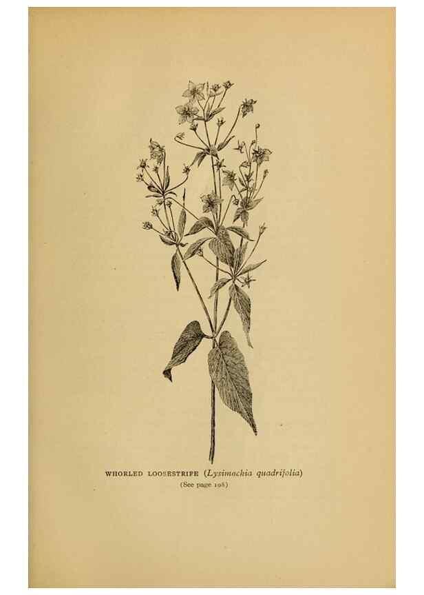 Reproducción/Reproduction 49304196301: Harper's guide to wild flowers,. New York,Harper,1912.. 