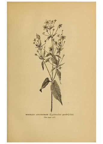 Reproducción/Reproduction 49304196301: Harper's guide to wild flowers,. New York,Harper,1912.. 