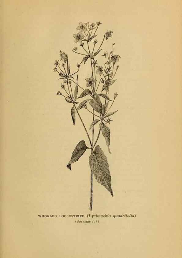 Reproducción/Reproduction 49304196301: Harper's guide to wild flowers,. New York,Harper,1912.. 