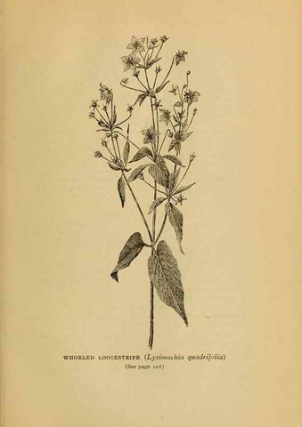 Reproducción/Reproduction 49304196301: Harper's guide to wild flowers,. New York,Harper,1912.. 