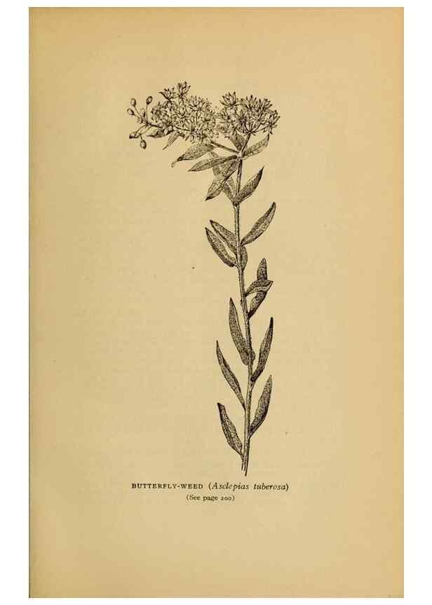 Reproducción/Reproduction 49304196606: Harper's guide to wild flowers,. New York,Harper,1912.. 
