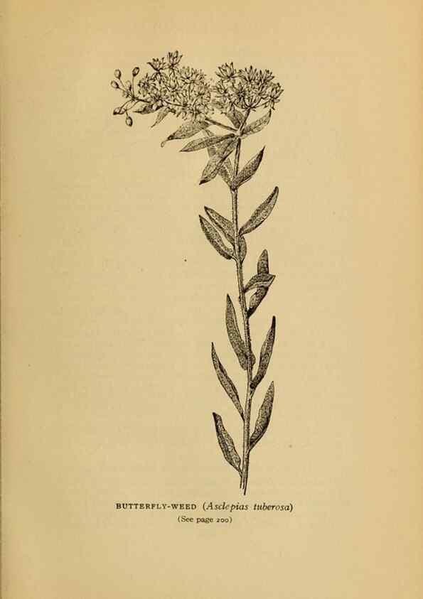 Reproducción/Reproduction 49304196606: Harper's guide to wild flowers,. New York,Harper,1912.. 