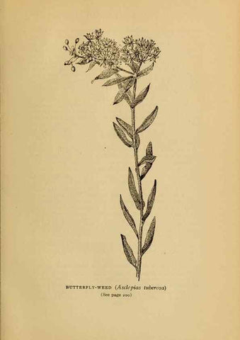 Reproducción/Reproduction 49304196606: Harper's guide to wild flowers,. New York,Harper,1912.. 
