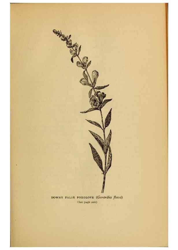 Reproducción/Reproduction 49304406482: Harper's guide to wild flowers,. New York,Harper,1912.. 