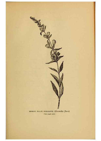 Reproducción/Reproduction 49304406482: Harper's guide to wild flowers,. New York,Harper,1912.. 