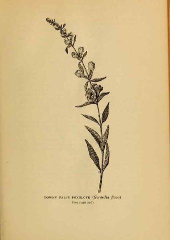 Reproducción/Reproduction 49304406482: Harper's guide to wild flowers,. New York,Harper,1912.. 