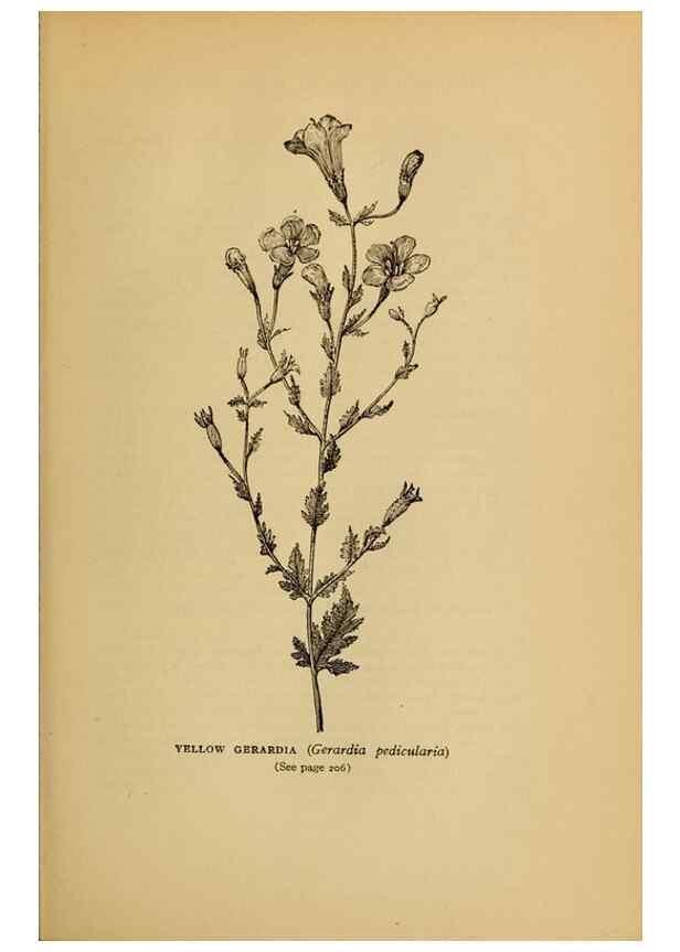 Reproducción/Reproduction 49304197071: Harper's guide to wild flowers,. New York,Harper,1912.. 
