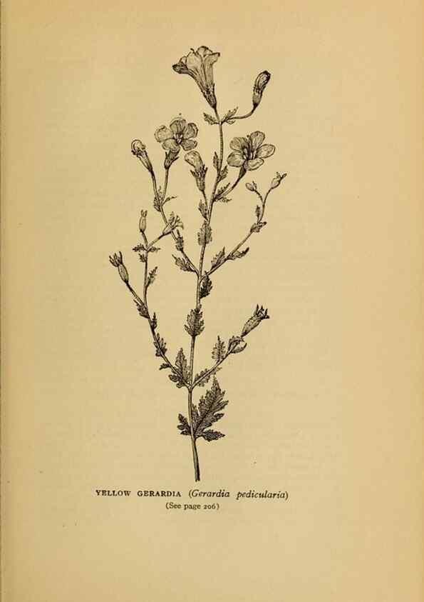 Reproducción/Reproduction 49304197071: Harper's guide to wild flowers,. New York,Harper,1912.. 