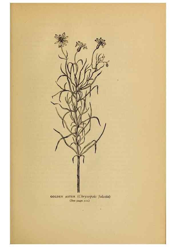 Reproducción/Reproduction 49304197396: Harper's guide to wild flowers,. New York,Harper,1912.. 
