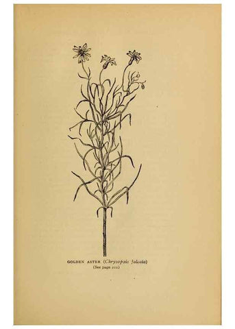 Reproducción/Reproduction 49304197396: Harper's guide to wild flowers,. New York,Harper,1912.. 