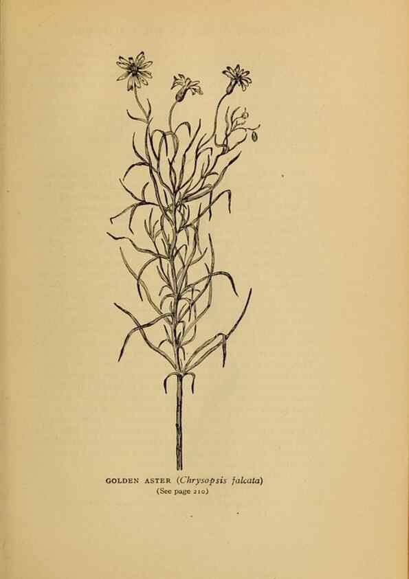 Reproducción/Reproduction 49304197396: Harper's guide to wild flowers,. New York,Harper,1912.. 