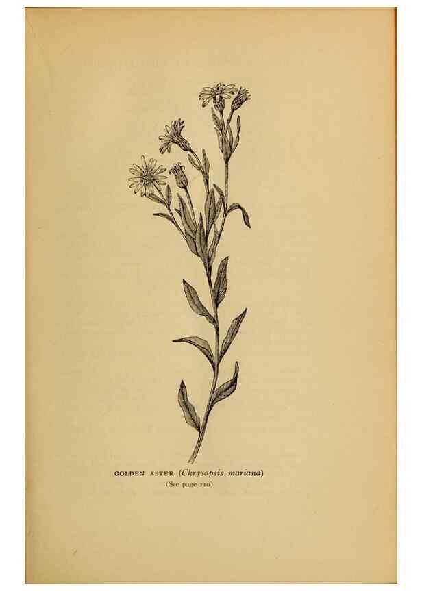 Reproducción/Reproduction 49304197701: Harper's guide to wild flowers,. New York,Harper,1912.. 