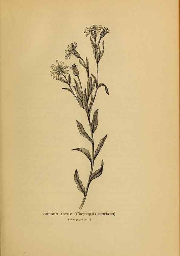 Reproducción/Reproduction 49304197701: Harper's guide to wild flowers,. New York,Harper,1912.. 