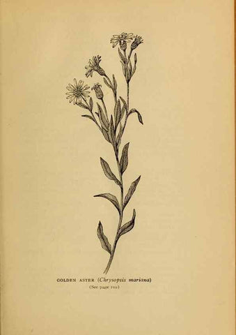 Reproducción/Reproduction 49304197701: Harper's guide to wild flowers,. New York,Harper,1912.. 