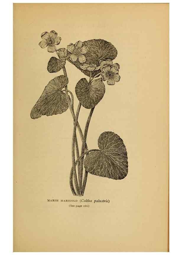 Reproducción/Reproduction 49304403707: Harper's guide to wild flowers,. New York,Harper,1912.. 