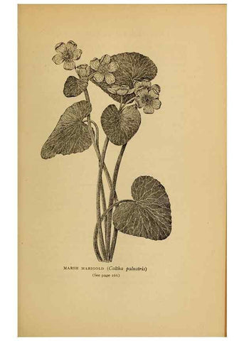 Reproducción/Reproduction 49304403707: Harper's guide to wild flowers,. New York,Harper,1912.. 