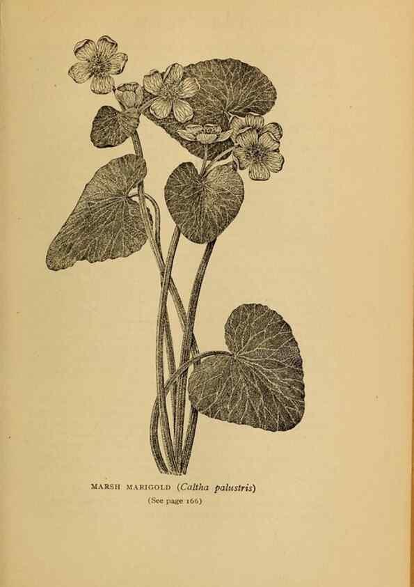 Reproducción/Reproduction 49304403707: Harper's guide to wild flowers,. New York,Harper,1912.. 