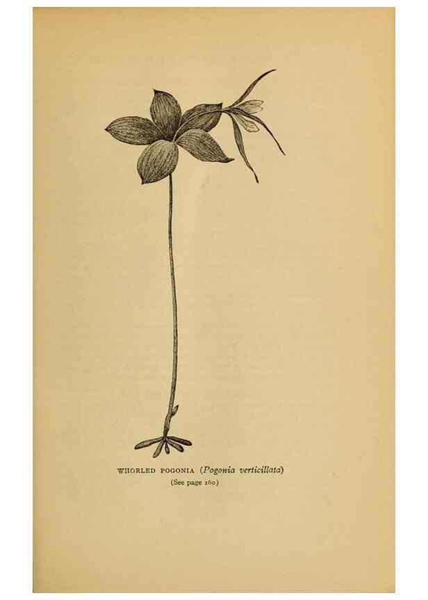 Reproducción/Reproduction 49304403427: Harper's guide to wild flowers,. New York,Harper,1912.. 