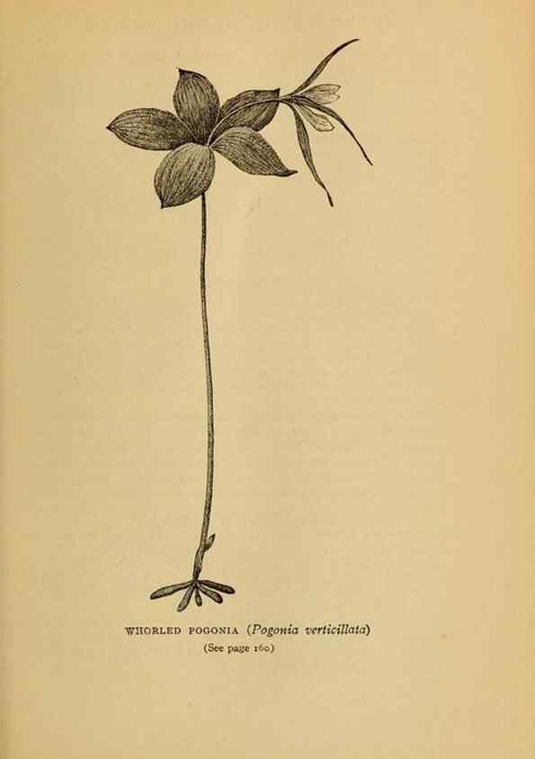 Reproducción/Reproduction 49304403427: Harper's guide to wild flowers,. New York,Harper,1912.. 
