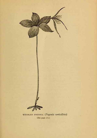 Reproducción/Reproduction 49304403427: Harper's guide to wild flowers,. New York,Harper,1912.. 