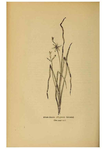 Reproducción/Reproduction 49304193546: Harper's guide to wild flowers,. New York,Harper,1912.. 