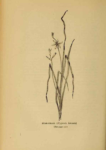 Reproducción/Reproduction 49304193546: Harper's guide to wild flowers,. New York,Harper,1912.. 