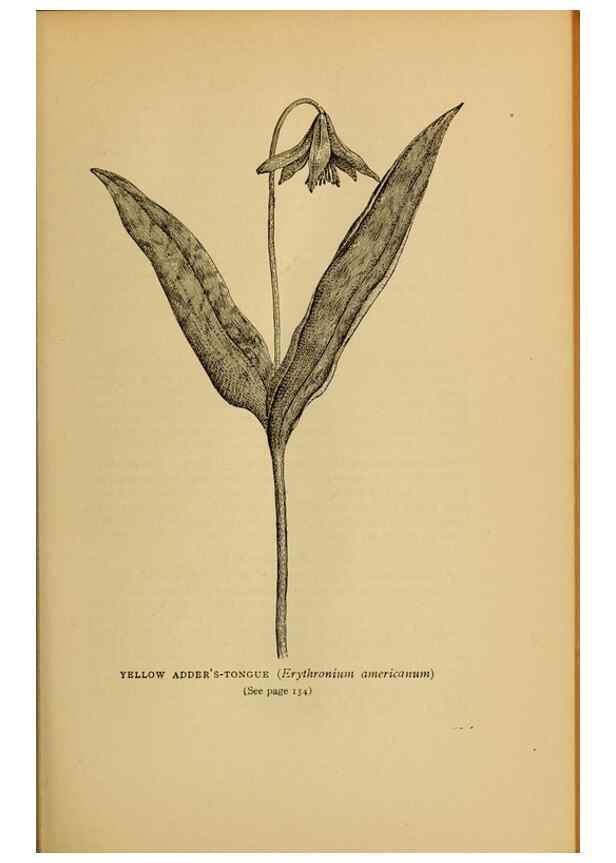 Reproducción/Reproduction 49304403122: Harper's guide to wild flowers,. New York,Harper,1912.. 