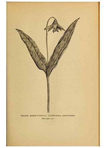 Reproducción/Reproduction 49304403122: Harper's guide to wild flowers,. New York,Harper,1912.. 