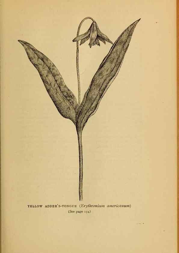 Reproducción/Reproduction 49304403122: Harper's guide to wild flowers,. New York,Harper,1912.. 