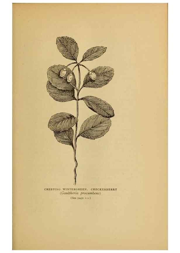 Reproducción/Reproduction 49304399502: Harper's guide to wild flowers,. New York,Harper,1912.. 