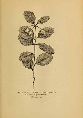 Reproducción/Reproduction 49304399502: Harper's guide to wild flowers,. New York,Harper,1912.. 