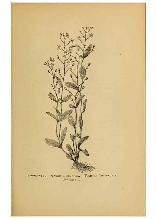Reproducción/Reproduction 49304399982: Harper's guide to wild flowers,. New York,Harper,1912.. 