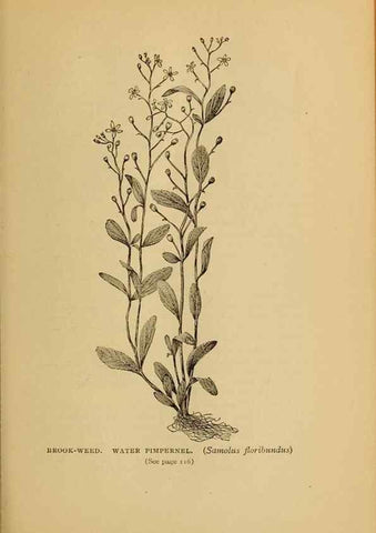 Reproducción/Reproduction 49304399982: Harper's guide to wild flowers,. New York,Harper,1912.. 