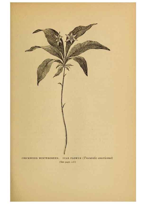 Reproducción/Reproduction 49303701613: Harper's guide to wild flowers,. New York,Harper,1912.. 