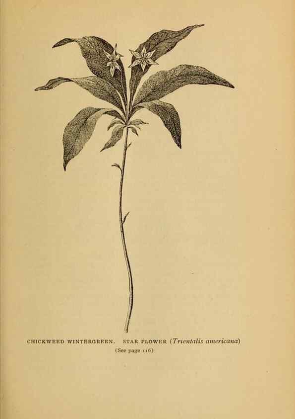 Reproducción/Reproduction 49303701613: Harper's guide to wild flowers,. New York,Harper,1912.. 