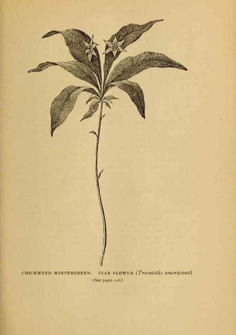 Reproducción/Reproduction 49303701613: Harper's guide to wild flowers,. New York,Harper,1912.. 
