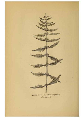 Reproducción/Reproduction 49304400437: Harper's guide to wild flowers,. New York,Harper,1912.. 