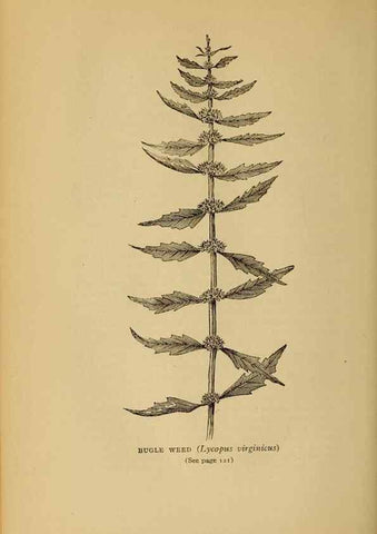 Reproducción/Reproduction 49304400437: Harper's guide to wild flowers,. New York,Harper,1912.. 